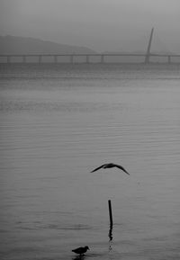 Seagull flying over sea against sky