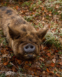 High angle view of lizard on field