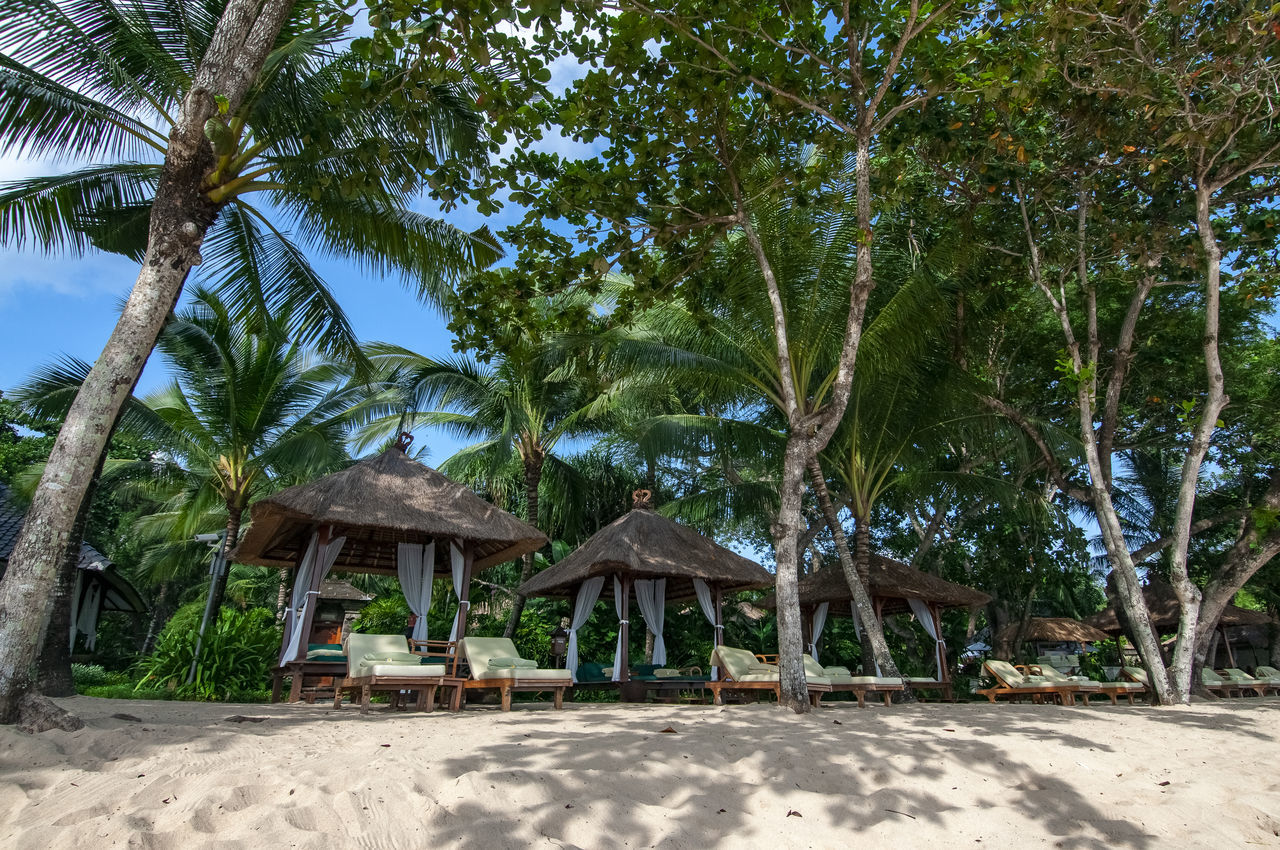 tree, plant, tropical climate, palm tree, land, nature, beach, resort, sand, hut, architecture, beauty in nature, thatched roof, tranquility, vacation, built structure, day, growth, no people, sunlight, travel destinations, sky, roof, jungle, outdoors, scenics - nature, tropics, trip, water, coconut palm tree, tranquil scene, travel, holiday, green, tropical tree, tourism, idyllic, building, building exterior, environment, estate, trunk