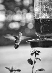 Close-up of bird perching on feeder