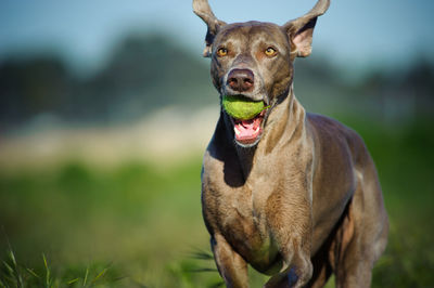 Portrait of playful weimaraner carrying ball in mouth