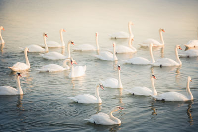 Swans swimming in lake