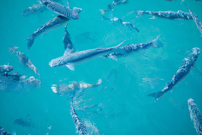 Fish swimming in sea