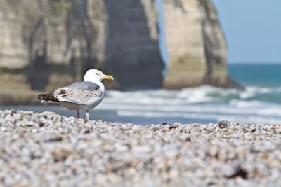 Seagull perching on rock by sea