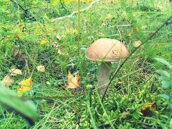 Close-up of mushrooms growing on field