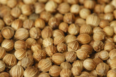 Coriander cilantro seeds close-up