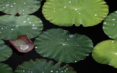 Close-up of raindrops on leaves