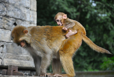 Monkey carrying infant on back by temple