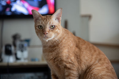 Portrait of tabby cat at home