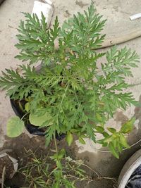 High angle view of potted plant in yard