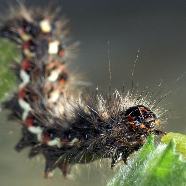 animal themes, one animal, insect, animals in the wild, wildlife, close-up, spider, selective focus, focus on foreground, nature, zoology, animal eye, animal body part, spider web, arthropod, no people, outdoors, macro, detail