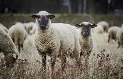 Portrait of sheep on field