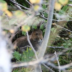 Close-up of squirrel on tree