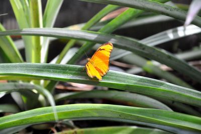 Close-up of butterfly on leaf