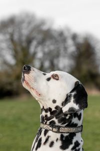 Close-up of dog looking up