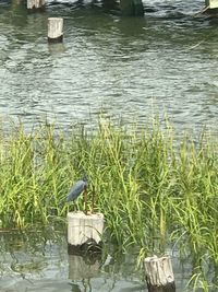 Bird perching on a lake