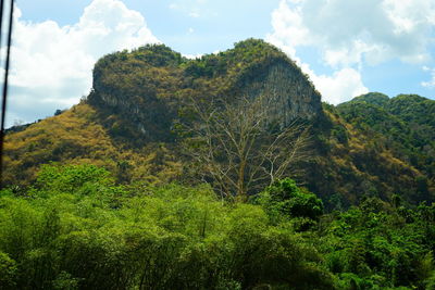 Trees and plants on landscape against sky