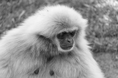 Portrait of a white-handed gibbon looking away