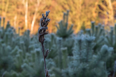 Close-up of plant on field during winter