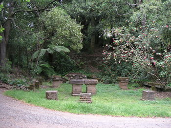 Trees growing in park