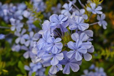 Close-up of purple flowers