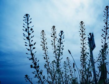 Low angle view of plants against sky