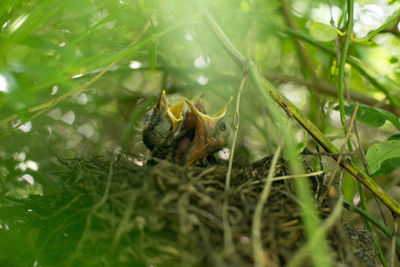 Close-up of young birds in nest