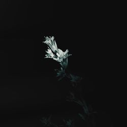 Close-up of flowering plant against black background