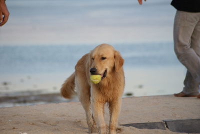 Dog carrying ball at sea shore