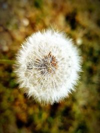 Close-up of dandelion