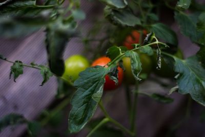 Close-up of berries on leaves