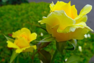 Close-up of yellow flower