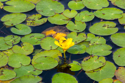 High angle view of lotus water lily in pond