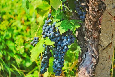 Close-up of grapes growing in vineyard