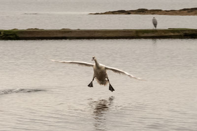 Seagull flying over sea