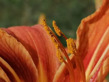 Close-up of insect on flower