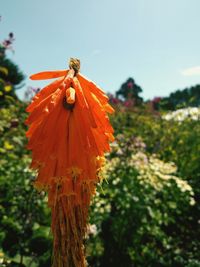 Close-up of flowers