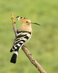 Close-up of hoopoe perching on branch