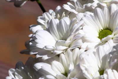 Close-up of white flowers