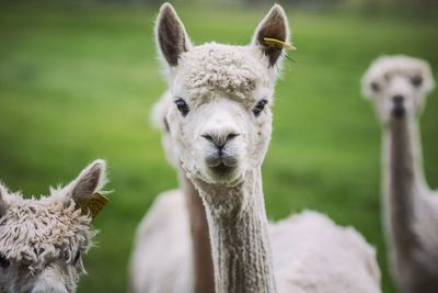 Close-up portrait of alpaca