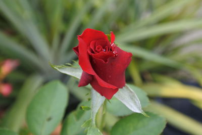 Close-up of red rose