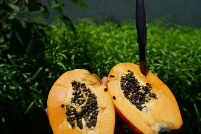 Close-up of orange fruit on plant