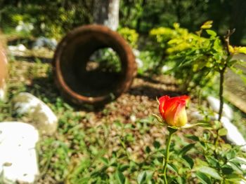 Close-up of red flower