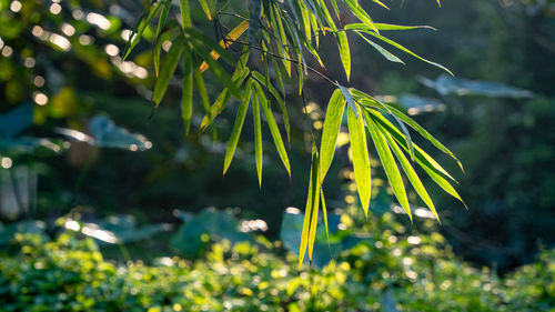 Low angle view of palm tree