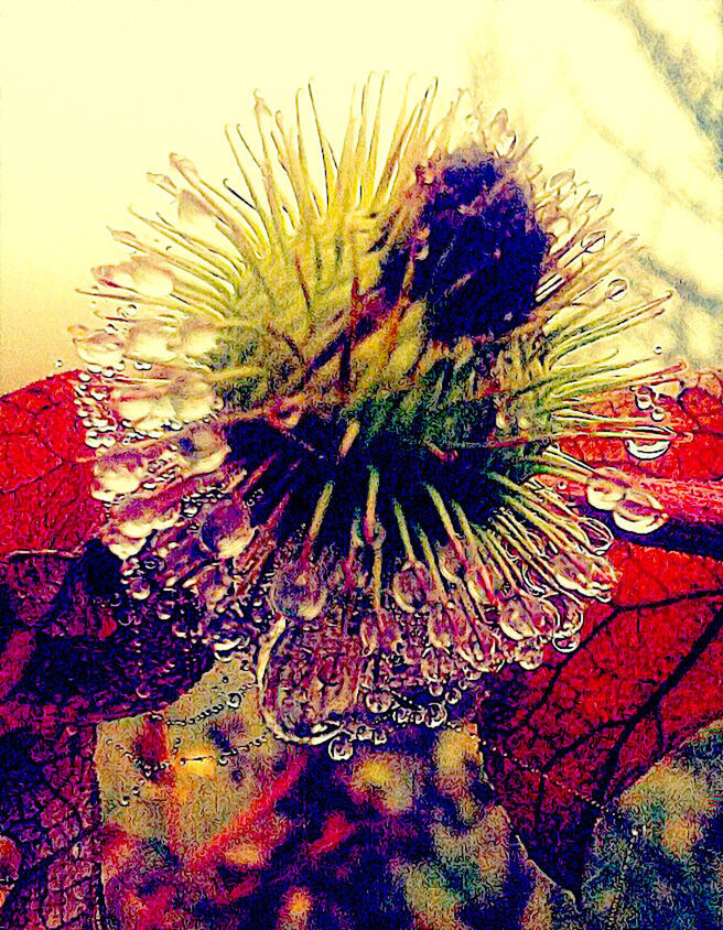 CLOSE-UP OF FLOWER AGAINST WALL