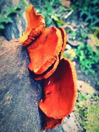 Close-up of orange mushroom growing on tree