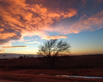 Silhouette bare trees on field against sky during sunset