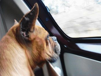 Close-up of dog sitting in car