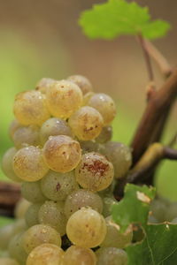 Close-up of grapes growing on plant