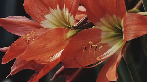 Close-up of orange lily